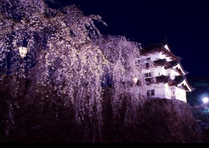 弘前城　夜桜