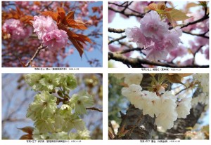 広島県緑化センター　八重桜