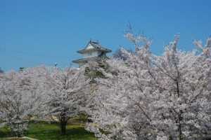 丸亀城の桜