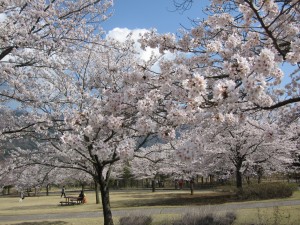 富士川クラフトパーク　桜