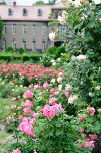 札幌大通公園のバラ